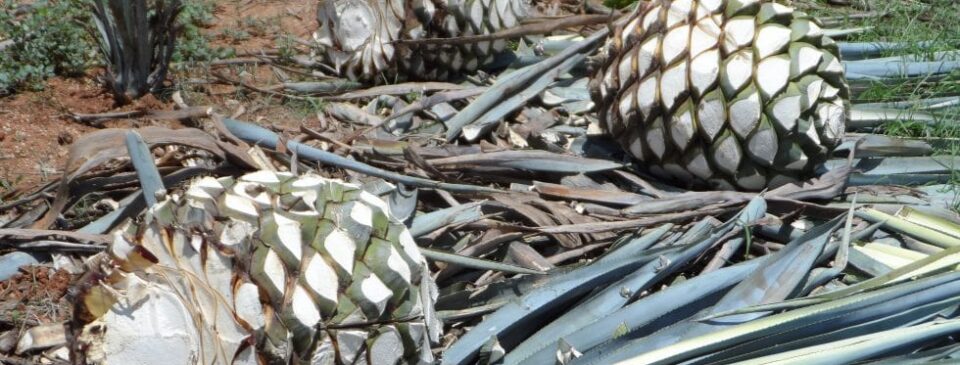 Agave Tequila