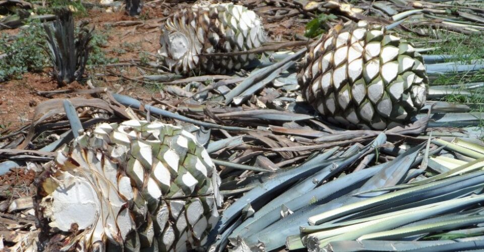 Agave Tequila