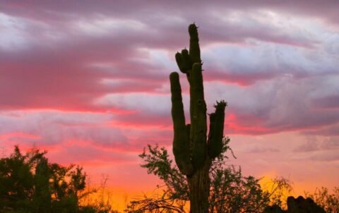 mexican cactus