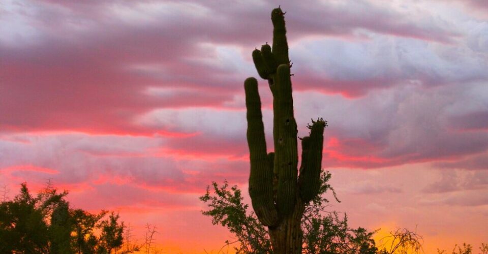 mexican cactus